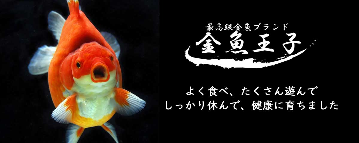 金魚王子 オンラインストア